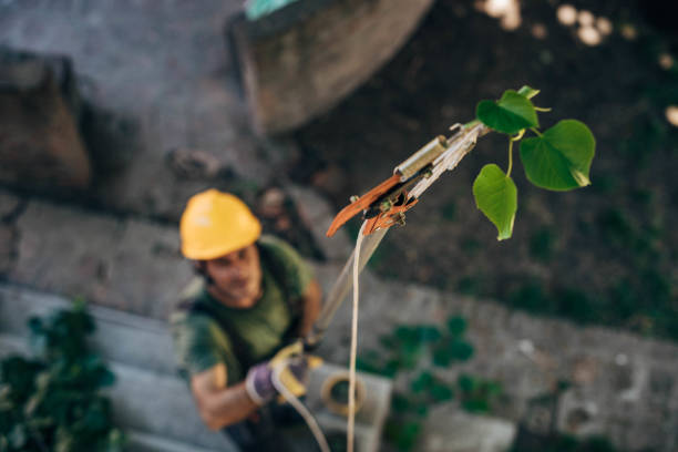 Professional Tree Service in Landis, NC